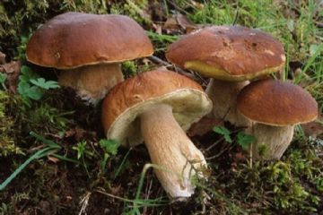 Consulenza gratuita per la popolazione in merito al riconoscimento dei funghi epigei freschi 